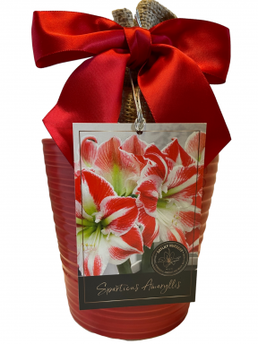 Spartacus Amaryllis Gift Growing Kit! Ceramic Pot, Charisma Bulb, a Burlap Bag and Growing Medium